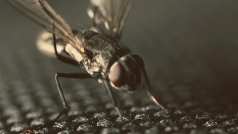 House fly drying and cleaning herself Stock Footage 97753343