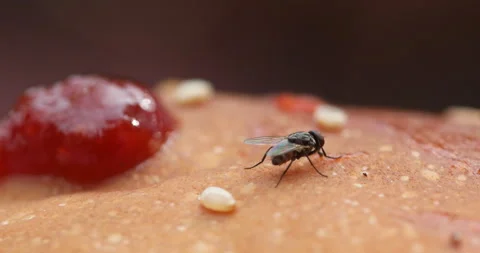 House Fly On Food | Stock Video | Pond5