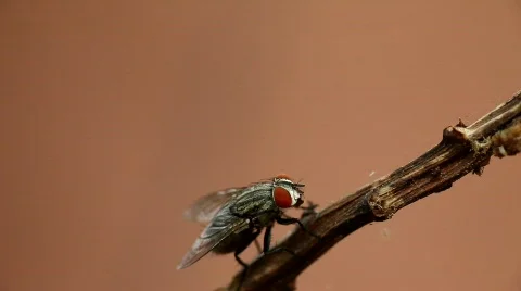 House fly Stock Footage 644512