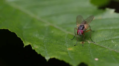 House-fly grooming on tree leaf in  HD 4K Video stock 39638337