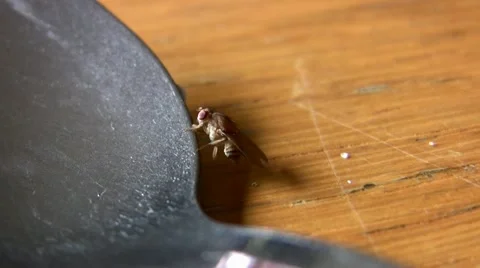 House Fly insect eats on spoon on food table 스톡 동영상 15060856