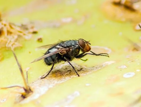 House Fly Insect on a Leaf - Macro Photography Stock Photos