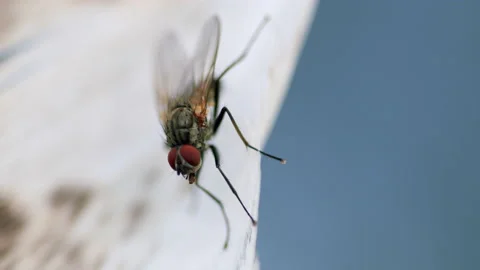 House fly insect. Macro shooting. Black insect, animal. Stock Footage 157399016