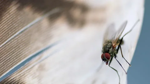 House fly insect. Macro shooting. Black insect, animal. Stock-Footage 157399175
