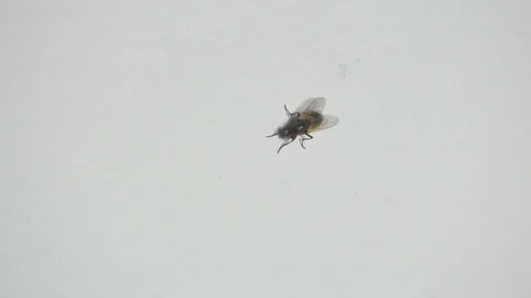 House fly insect preening itself on white background Vidéo 80044208