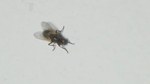 House fly insect preening itself on white background Vidéo 84521270