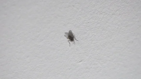 House fly insect preening itself on white background Vidéo 84521332
