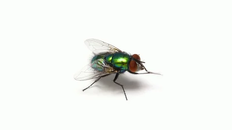 House fly insect on white background Stock Footage 128705449