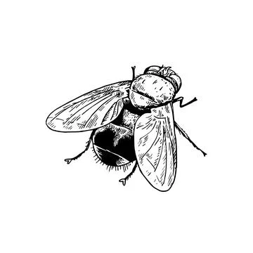 House fly isolated on white background. Black and white drawing in realisti.. Stock Illustration