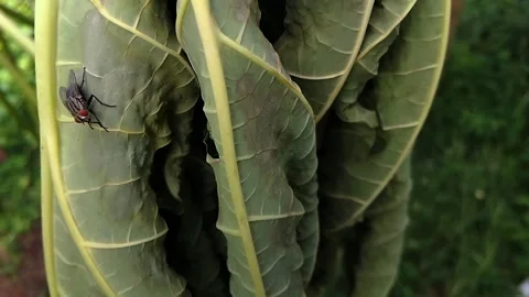 House fly on a leaf Stock Footage 291189027