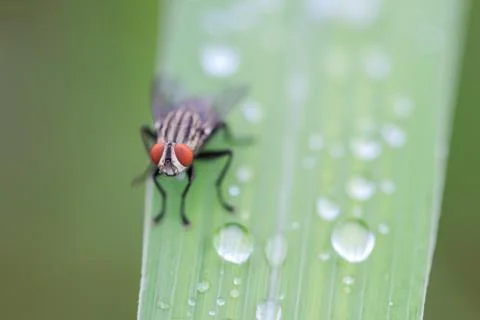 House fly on leaf grass Foto stock
