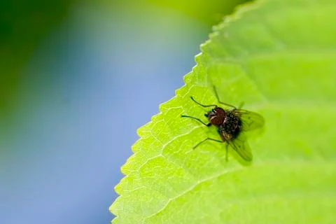 House fly on the leaf, macro - shallow depth of field Stock Photos