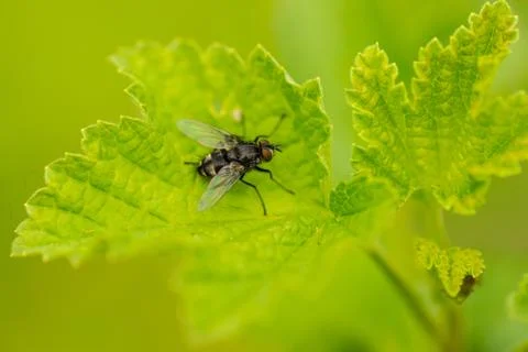 House fly on leaf Stock Photos