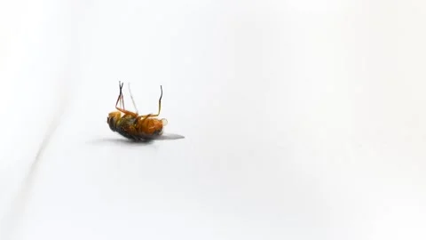 House fly is lying on her back and cannot turn over Stock Footage 249231896