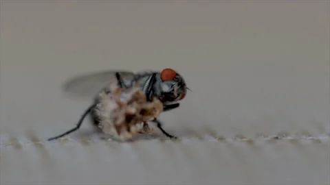 House fly macro close up fly. Hairy red eyed fly close up eating.  Stock Footage 159735529