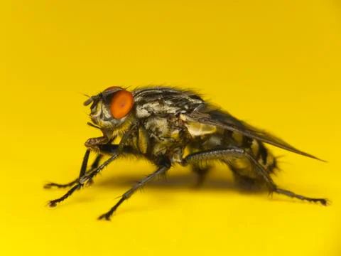 House fly macro Stock Photos