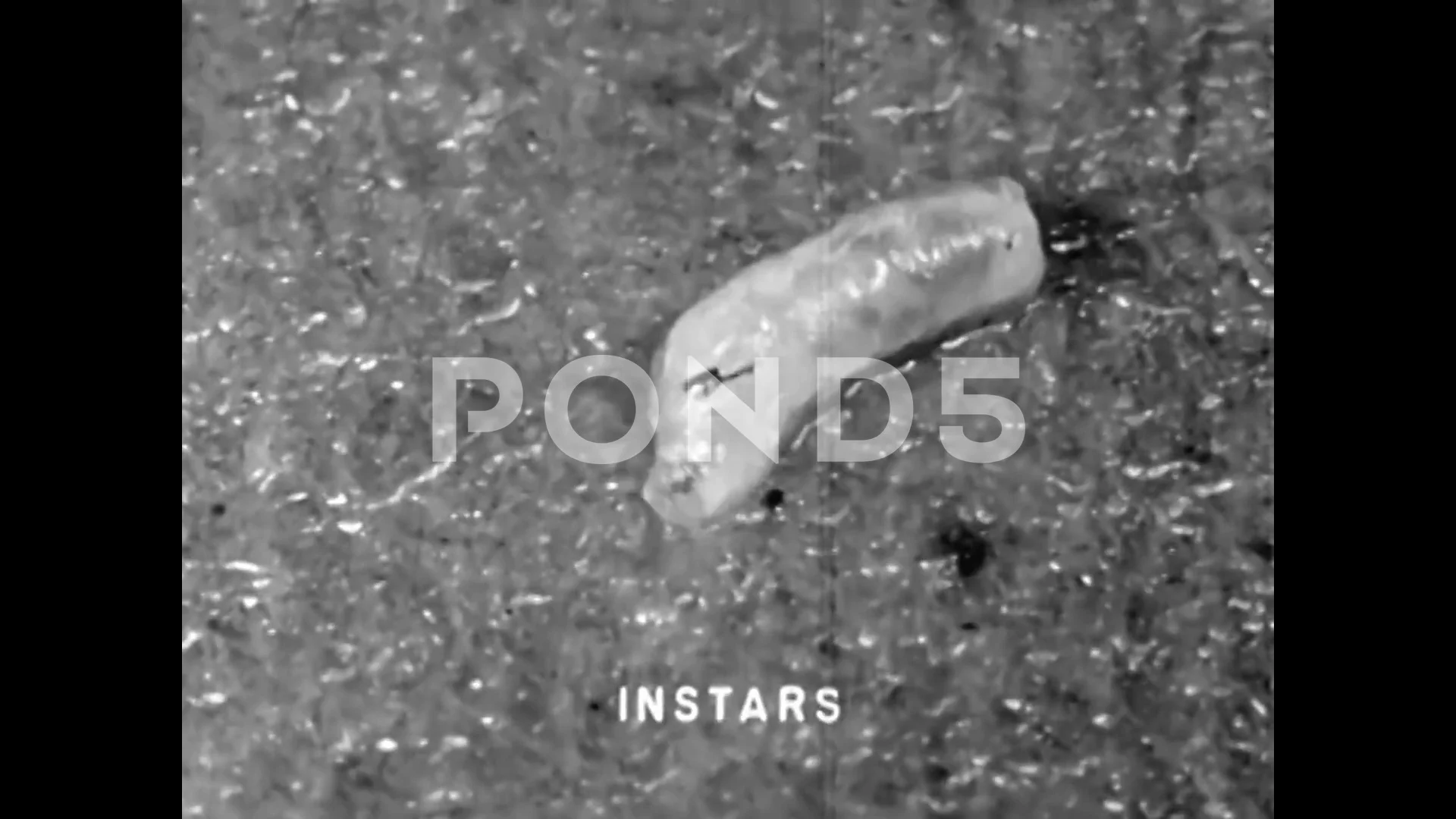 The house fly maggots anatomical structu, Stock Video