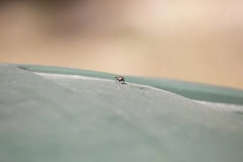 House Fly Outside Stock Photos