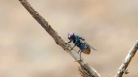 House Fly Perched on Twig Macro Shot for Hygiene Campaign Stock Footage 346054491