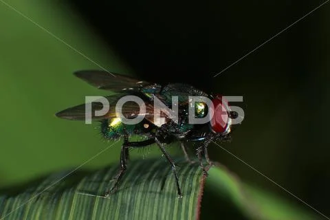 House Fly Stock Photos