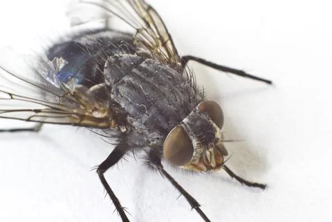 House fly Stock Photos