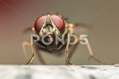 House Fly Stock Photos