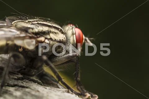 House Fly Stock Photos