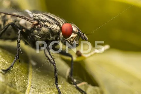 House Fly Stock Photos