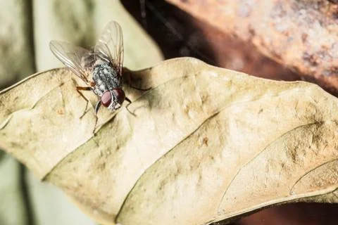 House fly Stock Photos