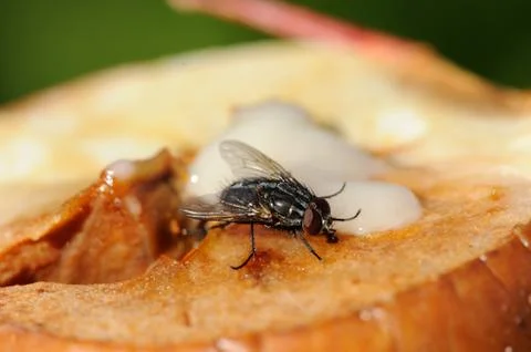 House-fly Stock Photos