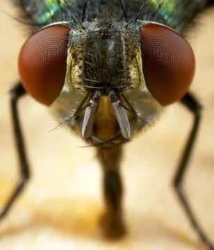 House fly Stock Photos