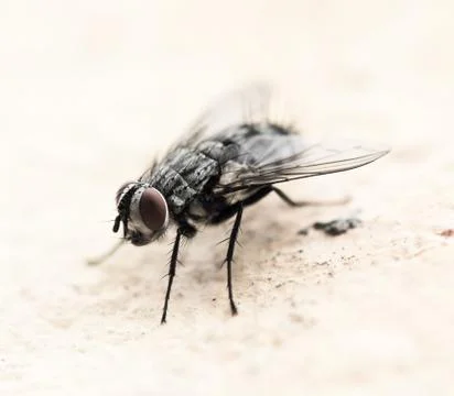 House fly Foto stock