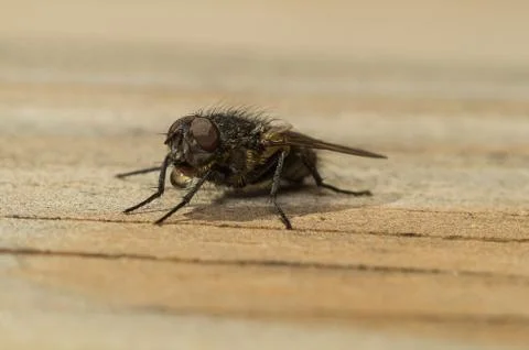 House fly Foto stock