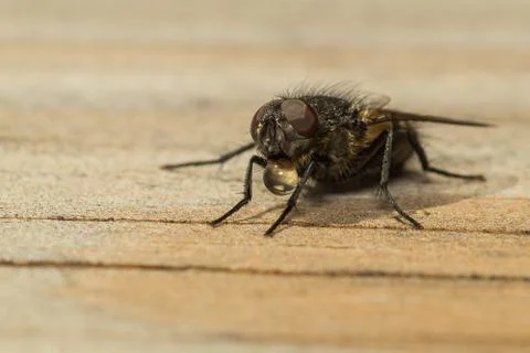 House fly Stock-Fotos