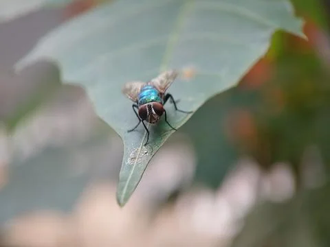 House fly Stock Photos