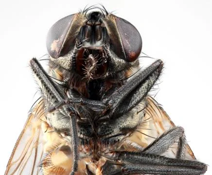 House Fly Portrait Stock Photos