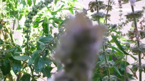 House fly on purple basil mint in alleyway planter Stock Footage 240459318