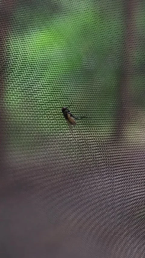 House Fly Resting on Protective Mesh Screen in Natural Setting Video stock 341991977