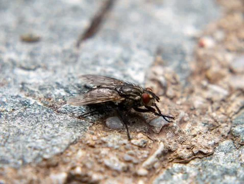 House fly resting on rough stone surface macro close-up Stock Photos