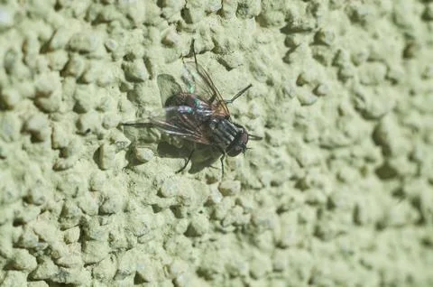 House fly resting on a textured light green stucco wall Stock Photos