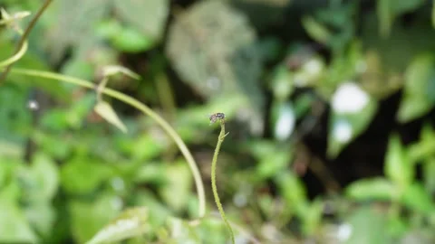 A house fly is sitting on a thin stem Stock Footage 304060266