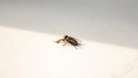 House fly sitting on white surface in bright natural light Foto stock
