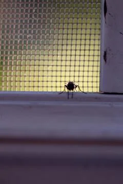 House fly sitting on a white window sill against a mesh screen background Foto stock