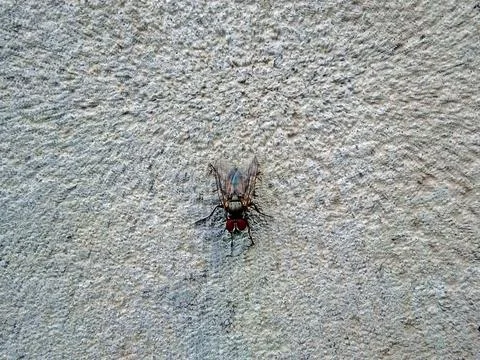 House fly on a stone wall 库存照片