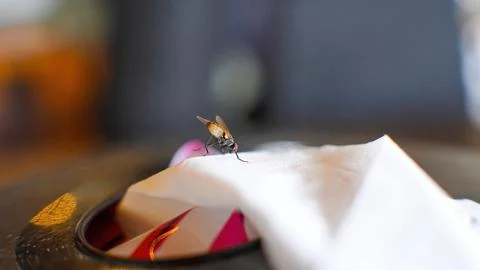 House fly on a tissue sheet. macro shoot with copy space. selective focus Stock Photos
