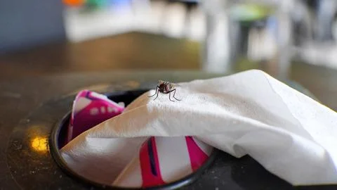 House fly on a tissue sheet. macro shoot with copy space. selective focus Stock Photos