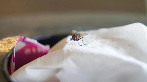 House fly on a tissue sheet. macro shoot with copy space. selective focus Stock Photos
