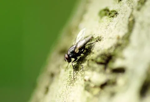 House fly on the tree trunk, macro - shallow depth of field Stock Photos