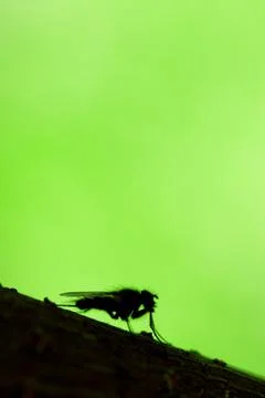 House fly on the tree trunk, macro - shallow depth of field Stock Photos