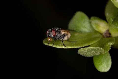 House fly using saliva bubble to cool your body Stock Photos